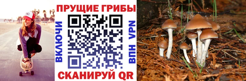 сколько стоит  Петров Вал  Псилоцибиновые грибы прущие грибы 